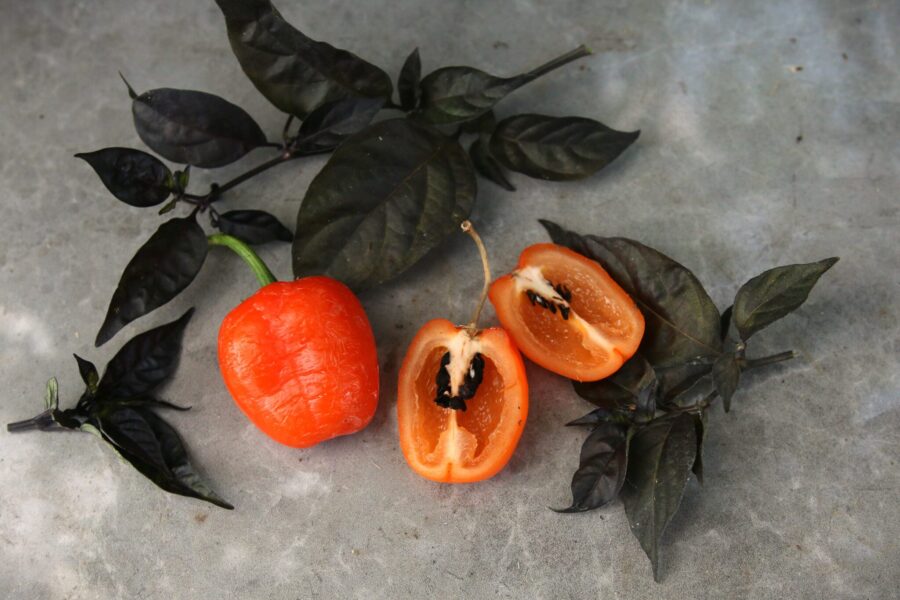 Orange Rocoto Canario-frukter med typisk pubescens-karaktär