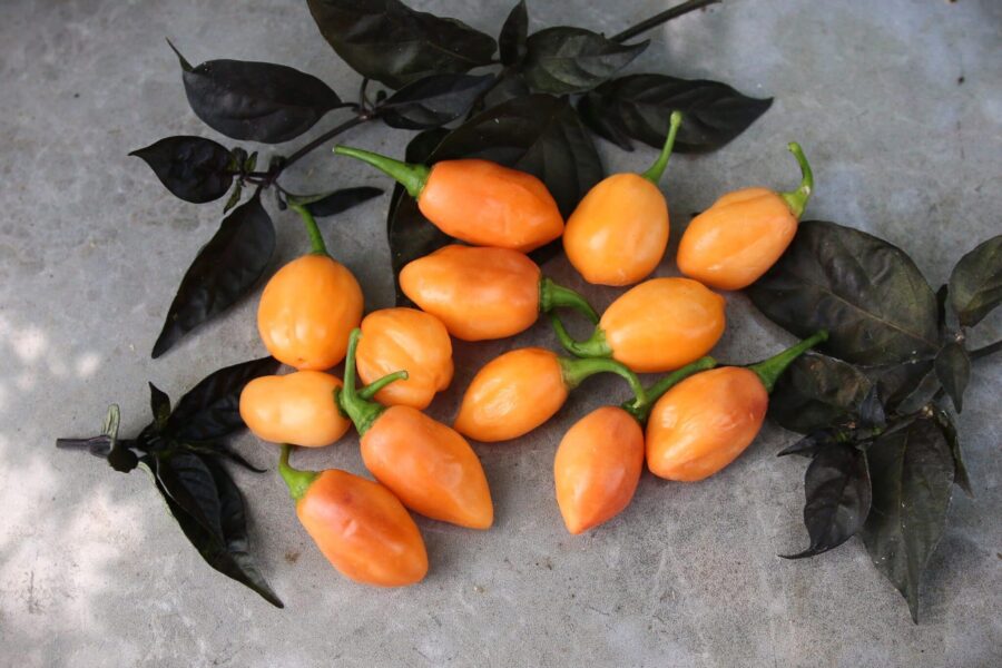 Persikofärgade Habanero Cotton Candy-chilifrukter