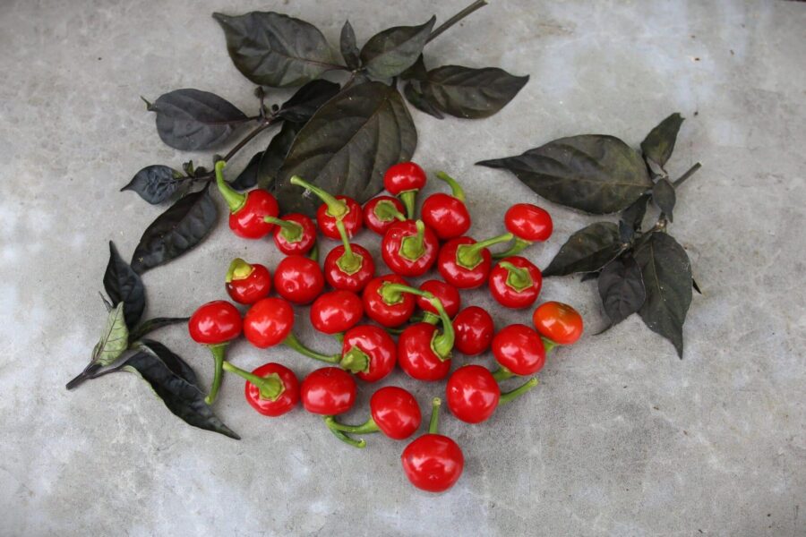 Röda körsbärsformade Bode Red-chilifrukter