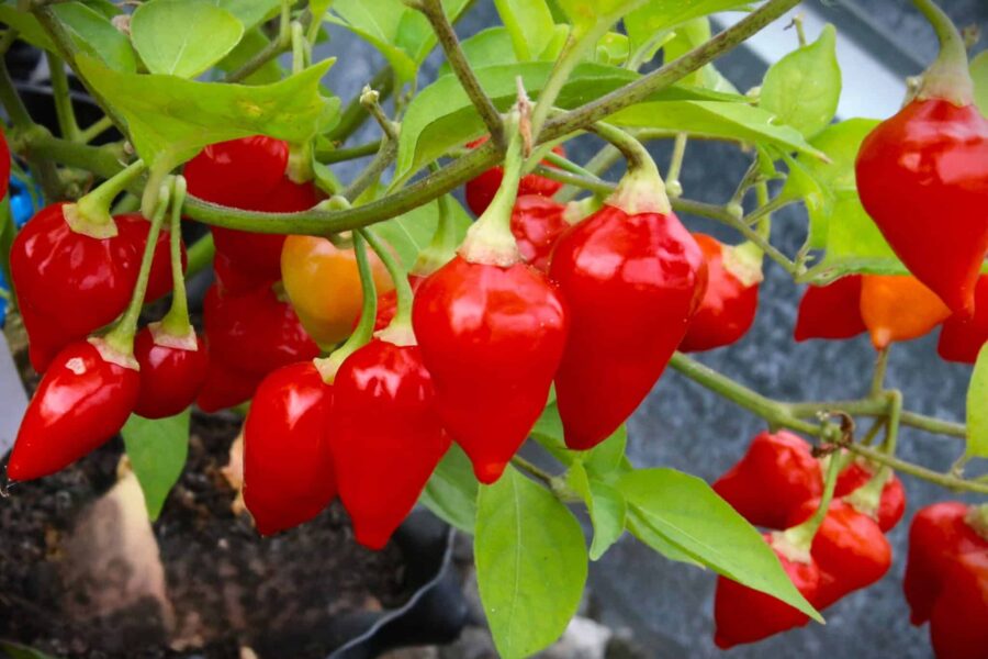 Små runda röda Chupetinho-chilifrukter med nappliknande form