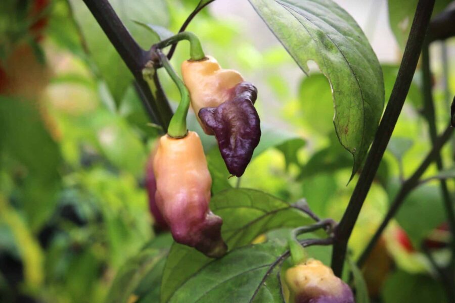 Cremevita Pink Tiger-chilifrukter med violetta strimmor på plantan