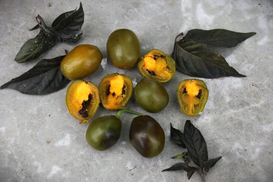 Gröna Rocoto Green Olive-frukter i olivstorlek på plantan