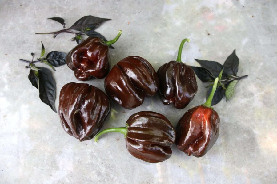 Mörkbruna Habanero Black-frukter med typisk habanero-form
