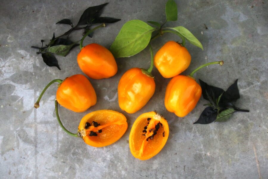 Gula äppelformade Rocoto de Seda-chilifrukter