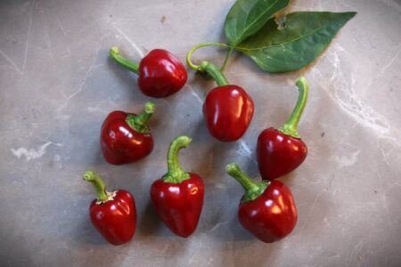 Large Red Cherry