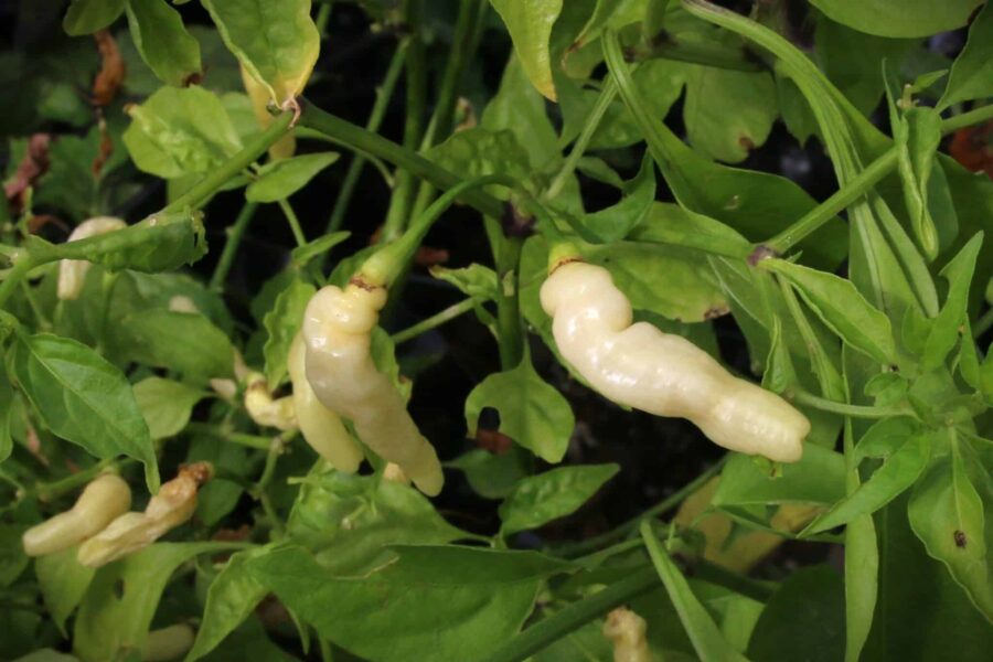 Små avlånga Aji Gusanito-chilifrukter med krämvit färg