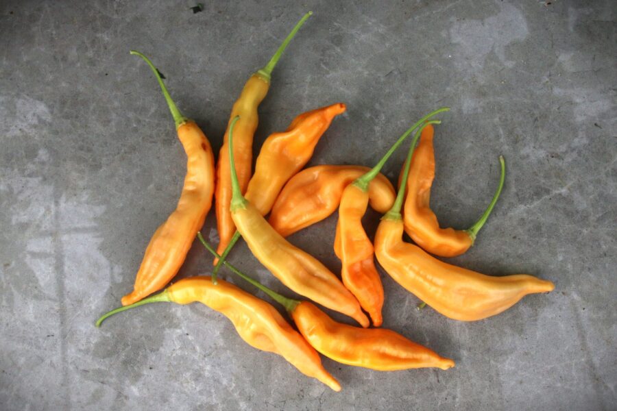 Persikofärgade Aji Peach-chilifrukter på plantan