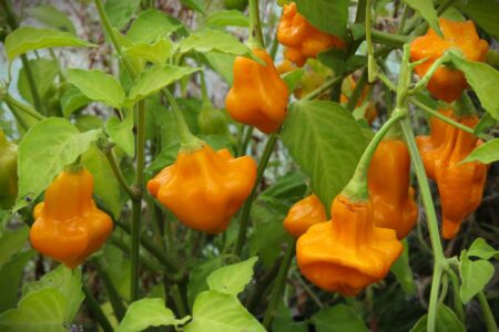 Aji Fantasy Orange