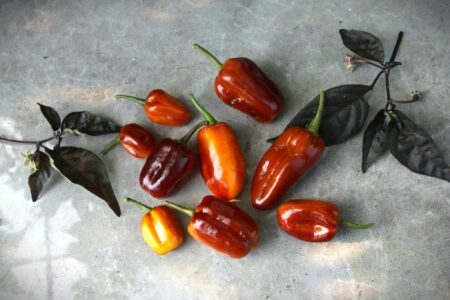 Pimenta Puma Gold