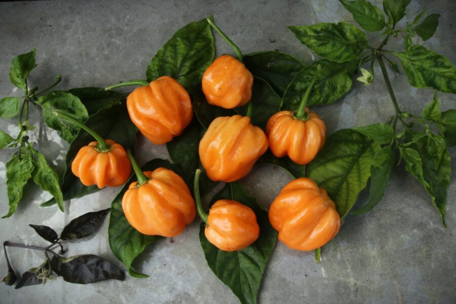 Persikofärgade Scotch Bonnet Peach-frukter med karaktäristisk mössform