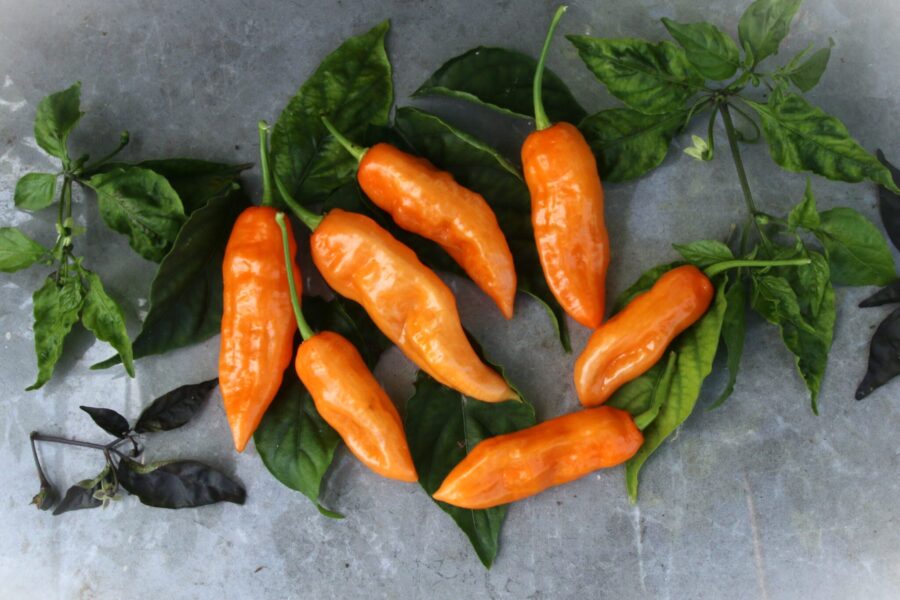 Orange Habanada-frukter med habaneroform men utan hetta