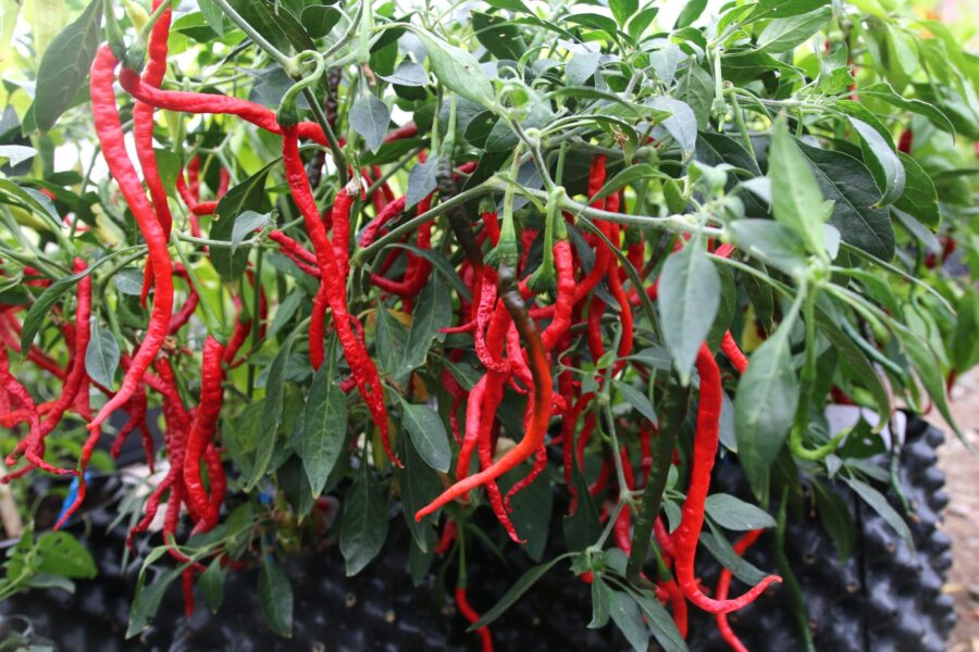 Röda Kopay Cubai-chilifrukter i upprätt växtsätt