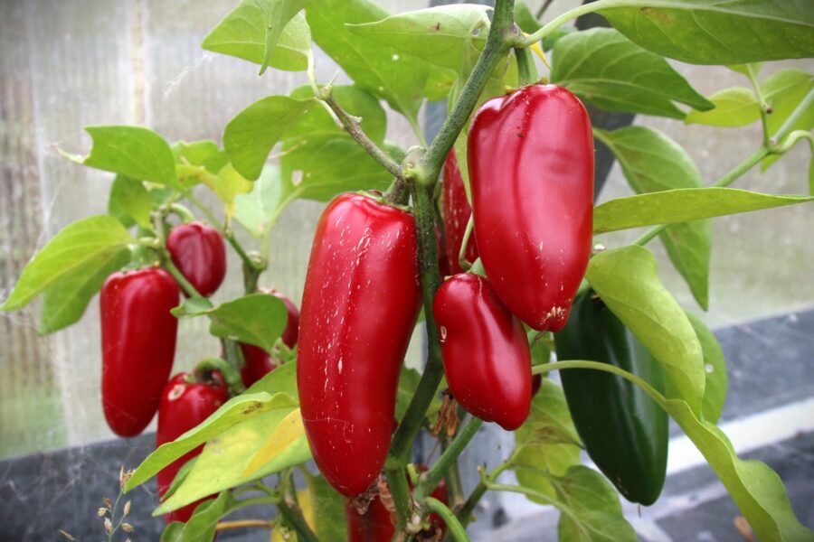 Gröna Jalapeño Señorita-frukter med klassisk jalapeño-form