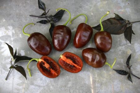 Rocoto Brown
