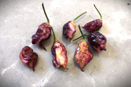 Jay's Pink Purple Ghost Scorpion