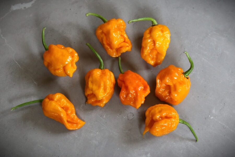 Gula 7 Pot Yellow-frukter med skrynklig yta från Trinidad