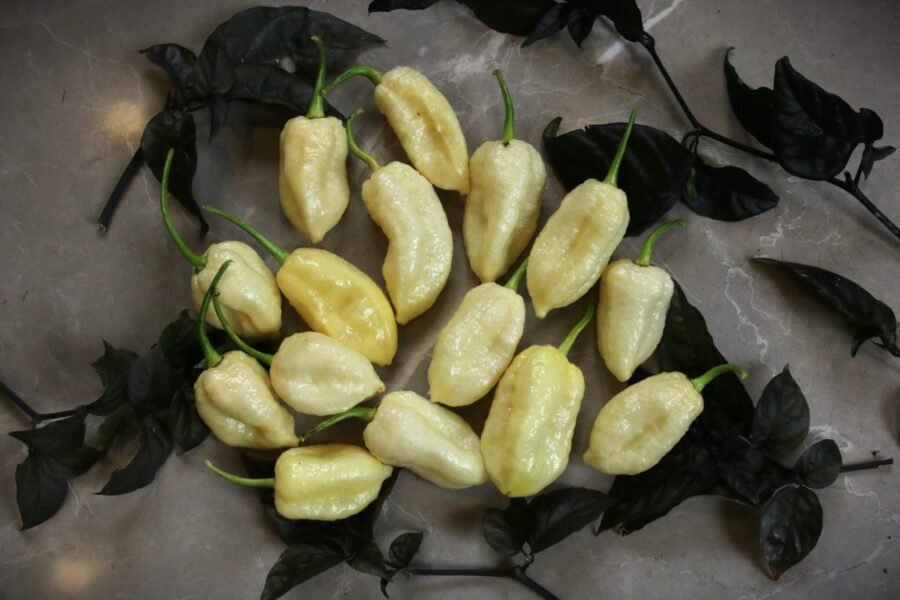 Vita White Moruga-chilifrukter med karaktäristisk skorpionsvans
