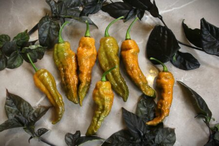 Bhut Jolokia Solid Gold
