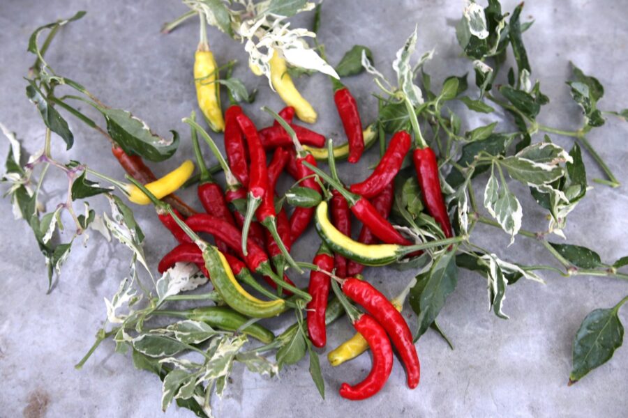 Tiger Thunder-chilifrukter med variegerad färgväxling