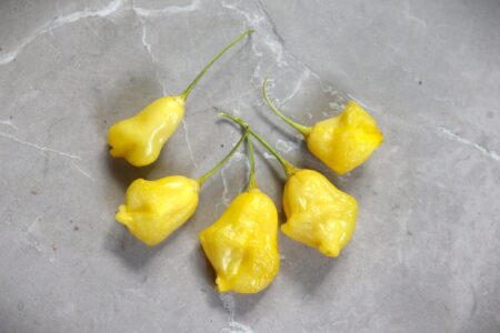 Aji Fantasy Yellow