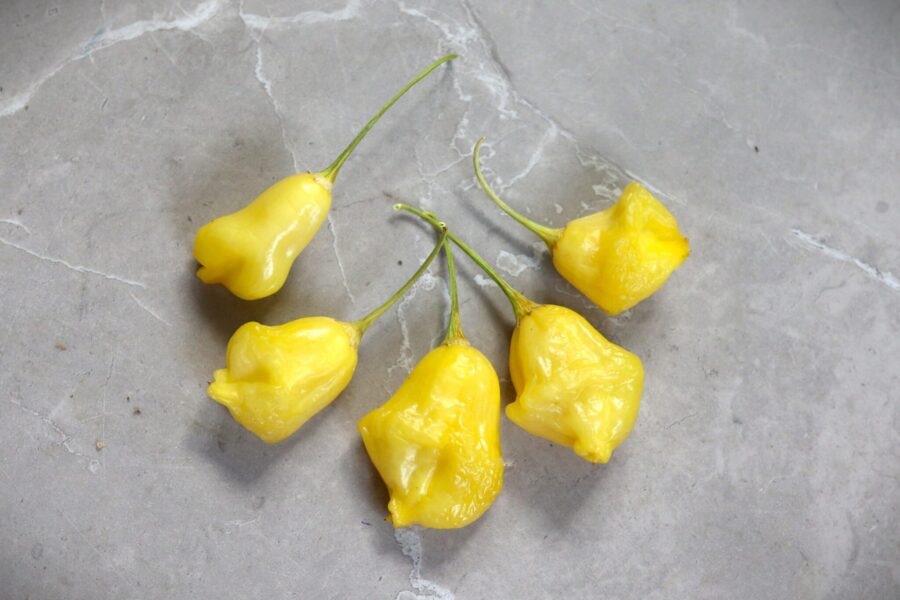 Gula bollformade Aji Fantasy Yellow-frukter i riklig skörd