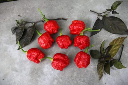 Trinidad Moruga Scorpion Red