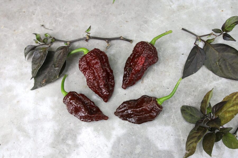 Mörkbruna Big Black Mama-chilifrukter med karaktäristisk skrynklig yta