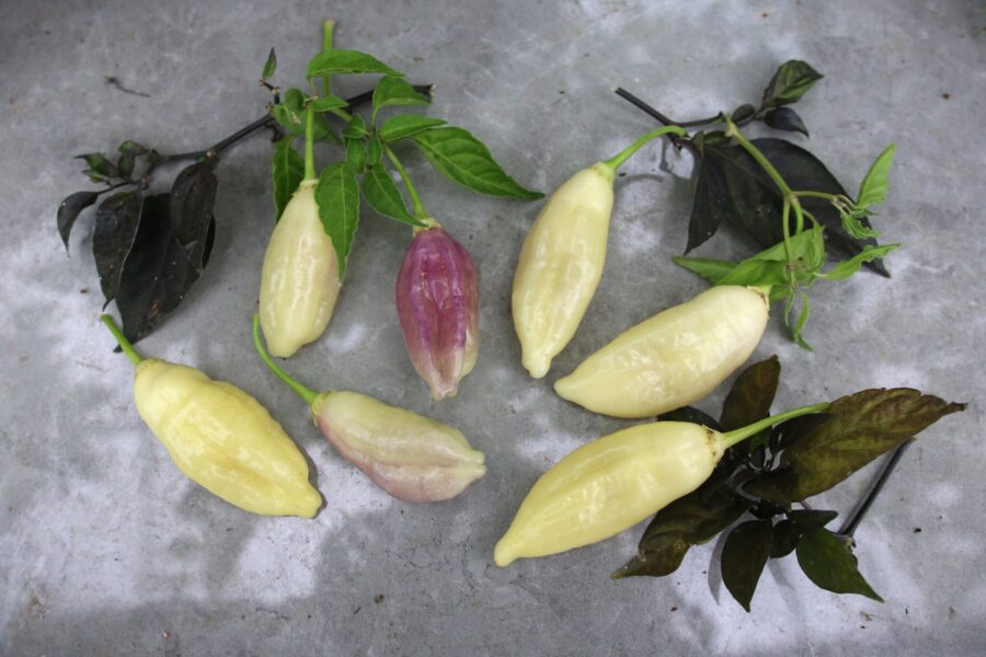 Vita istapp-formade Icicle-chilifrukter på plantan