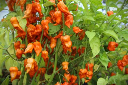 Bih Jolokia Orange