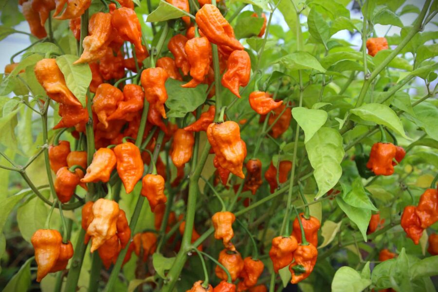 Orange Bih Jolokia Orange-chilifrukter från Assam
