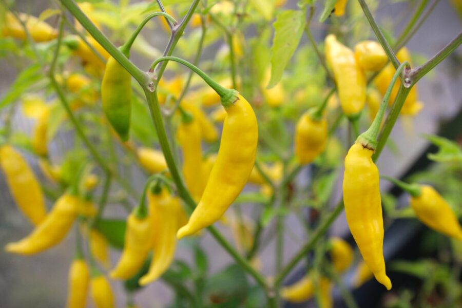 Gula Aji Finlandia Yellow-frukter med droppformad profil
