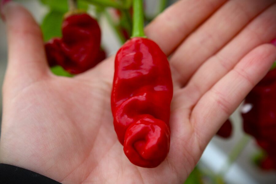 Röda Peter Pepper-frukter med karakteristisk form