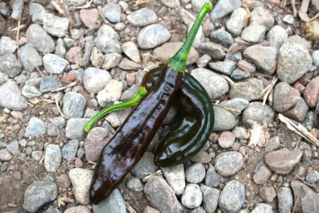 Chilaca