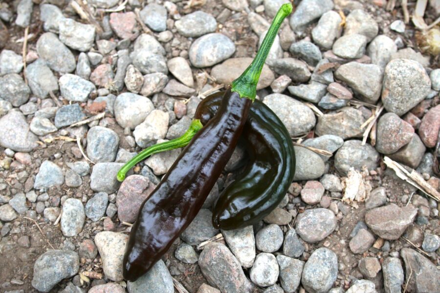 Långa mörkbruna Chilaca-chilifrukter nära mognad till pasilla