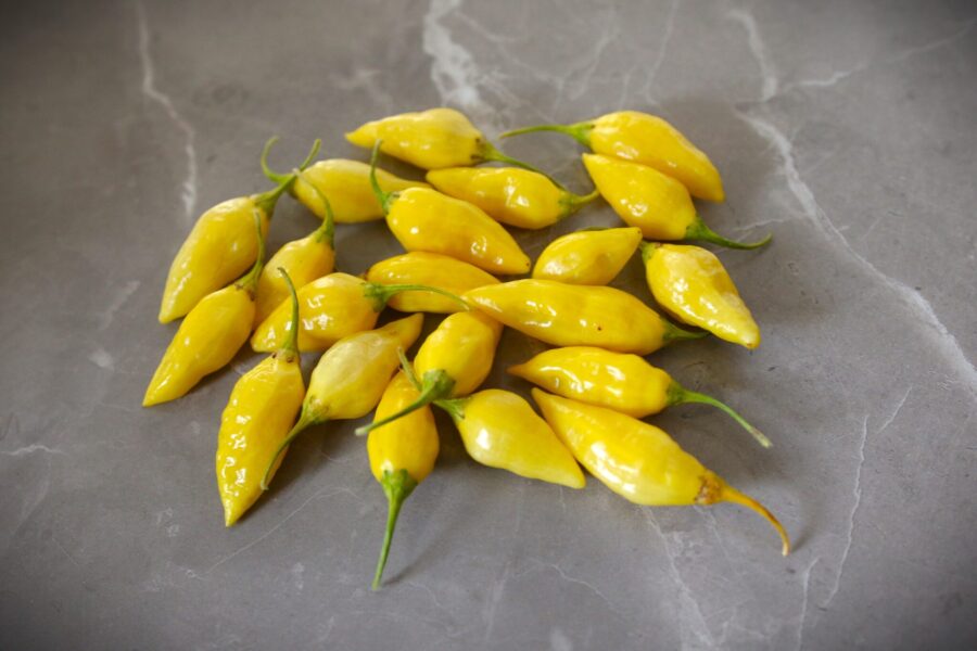 Små gula Citron-chilifrukter med oval form