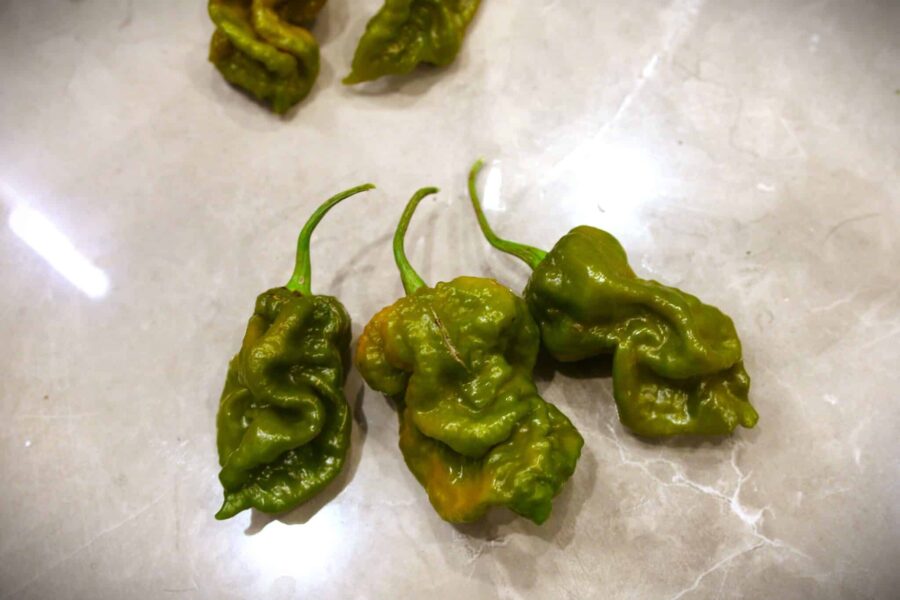 Senapsfärgade MOAB Mustard Ghost-chilifrukter