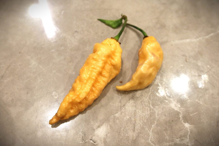 Orange California Reaper-chilipeppar med karaktäristisk spetsig svans