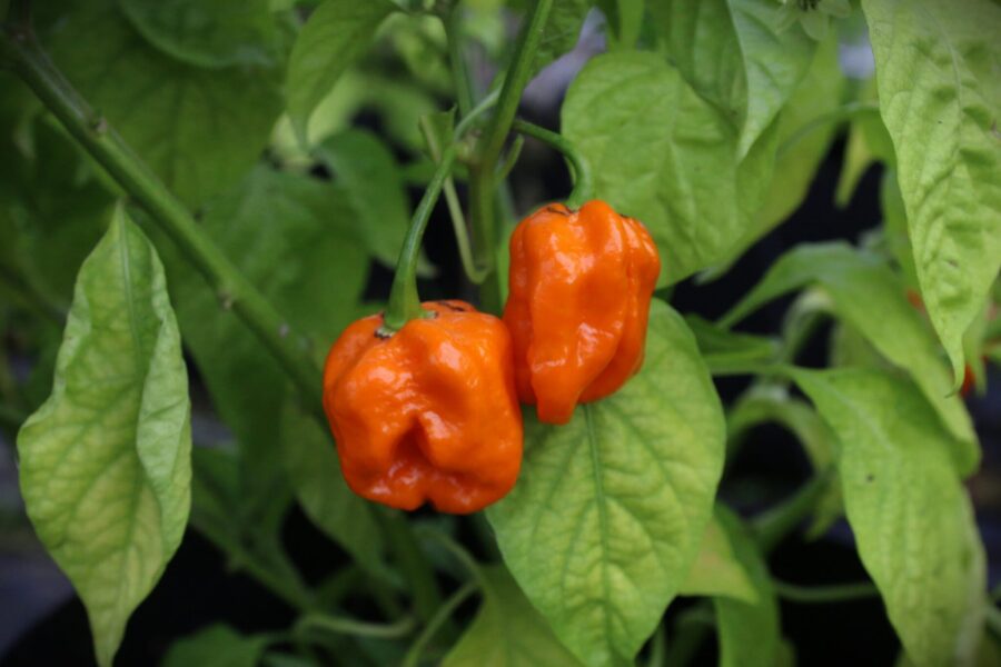 Stor orange 7 Pot SR Gigantic-frukt med gropig yta typisk för 7 Pot-sorter