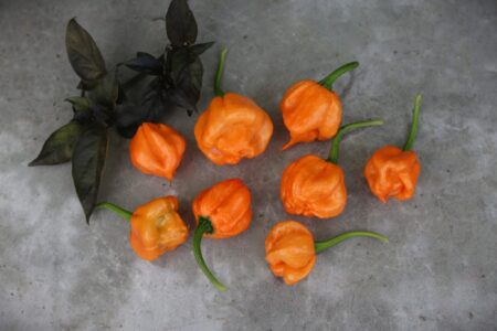 Bahamian Goat Pepper