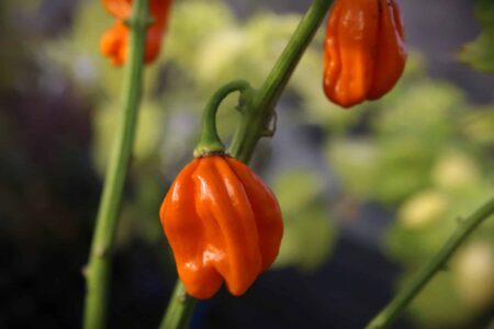 Numex Suave Orange