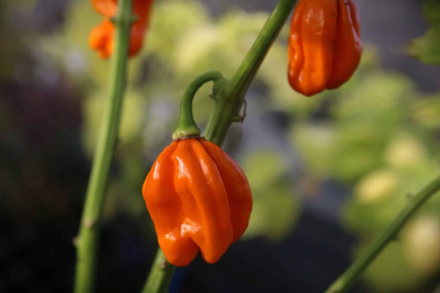 Mogna orange Numex Suave Orange-frukter