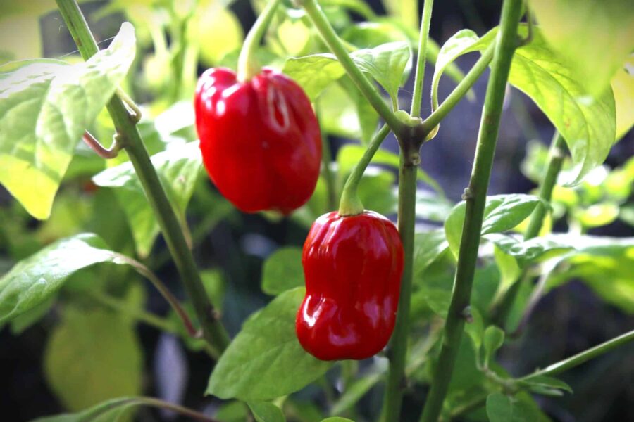 Mogna röda Habanero Ugandian Red-frukter