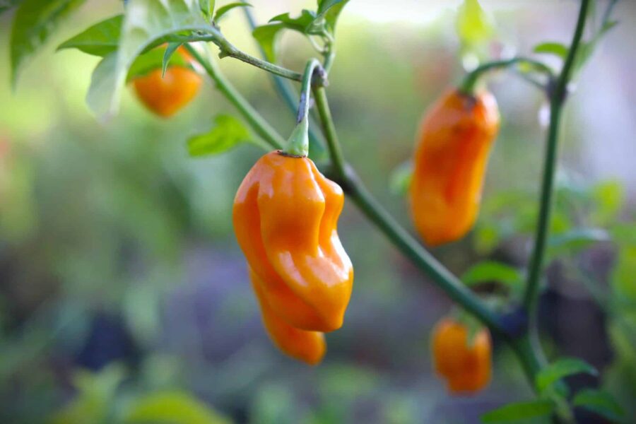 Mogna gula Habanero Tabaquite-frukter med rynklig yta