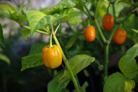 Aji Dulce Amarillo