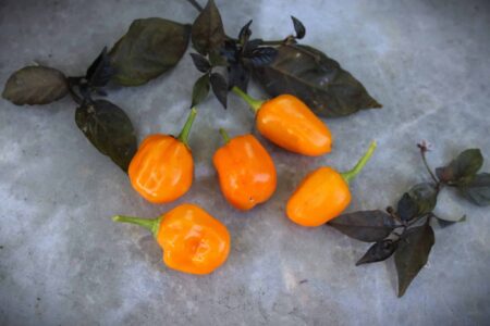 Habanero Orange Apple