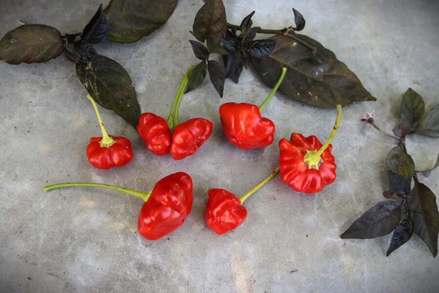 Röda sjöstjärneformade Brazilian Starfish-chilifrukter