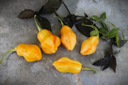 Aji Fantasy Stripey