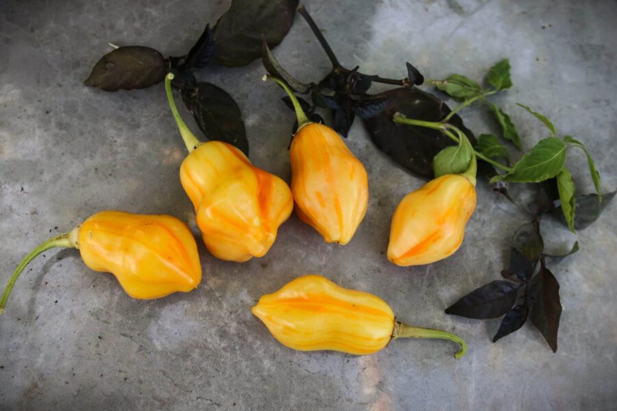 Aji Fantasy Stripey chili med dekorativt strimmigt mönster