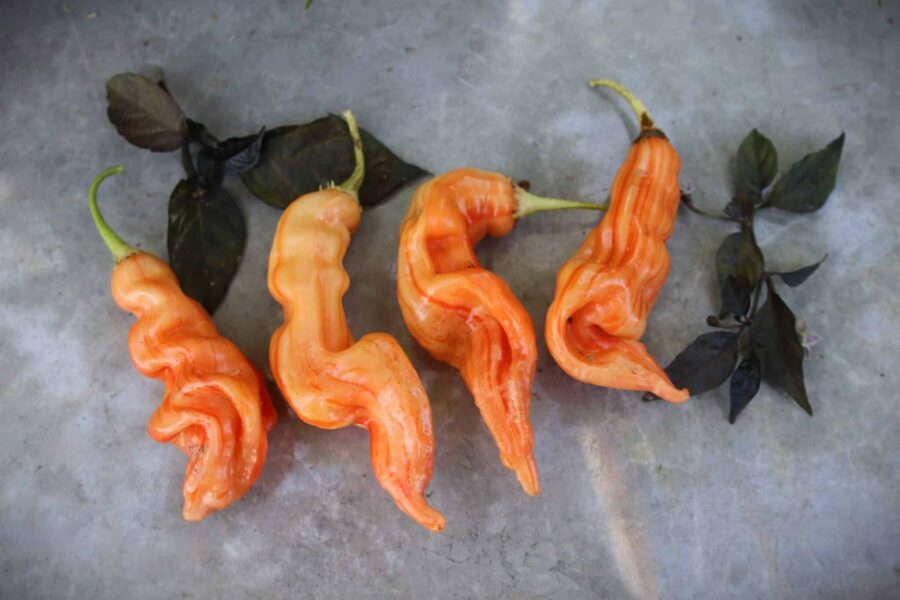 Randiga orange Sugar Rush Stripey XL-chilifrukter