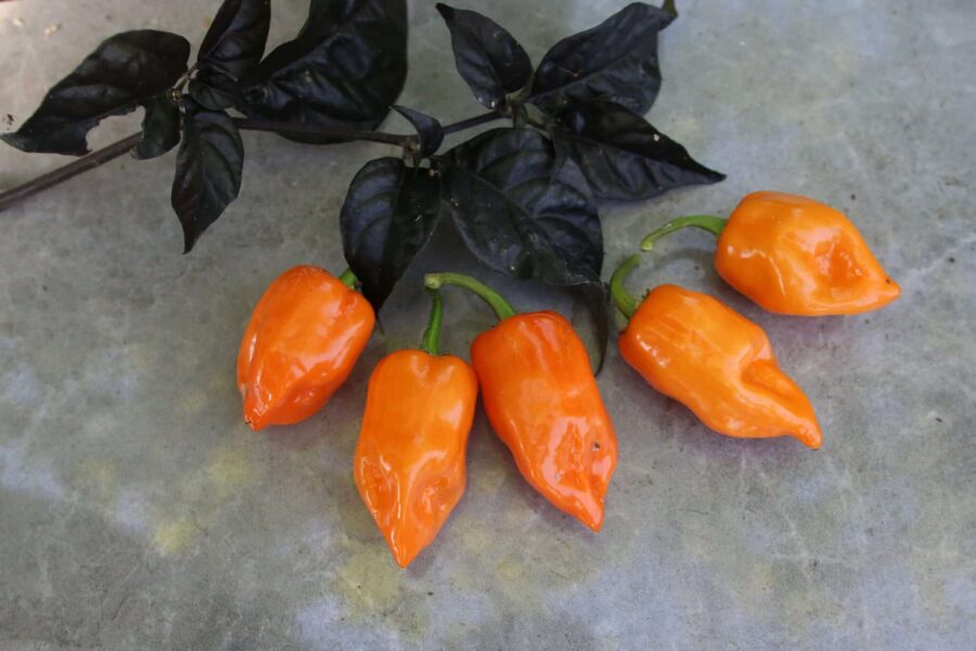 Mogna orange Habanero Manzano-frukter med rund äppleform